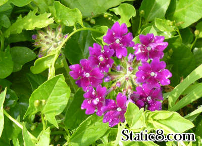 Verbena hiding in the weeds