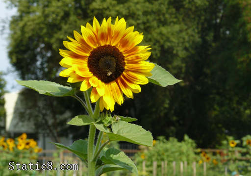 sunflower with a bug