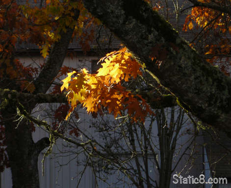 Autumn leaves