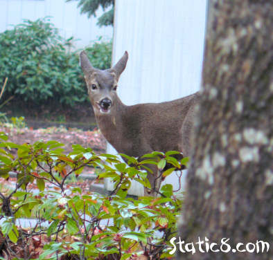 urban deer