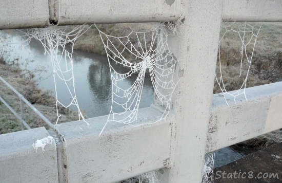 frozen spider web