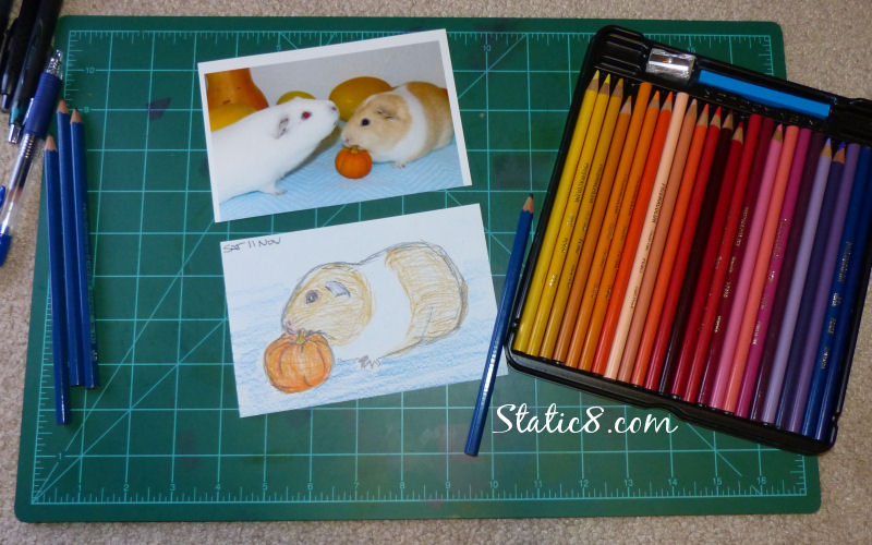 Guinea Pig drawing on saturday Guinea Pig drawing on saturday