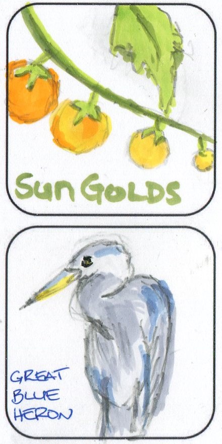 August Daily Doodles illustration of Sun Gold Cherry tomatoes and a Great Blue Heron