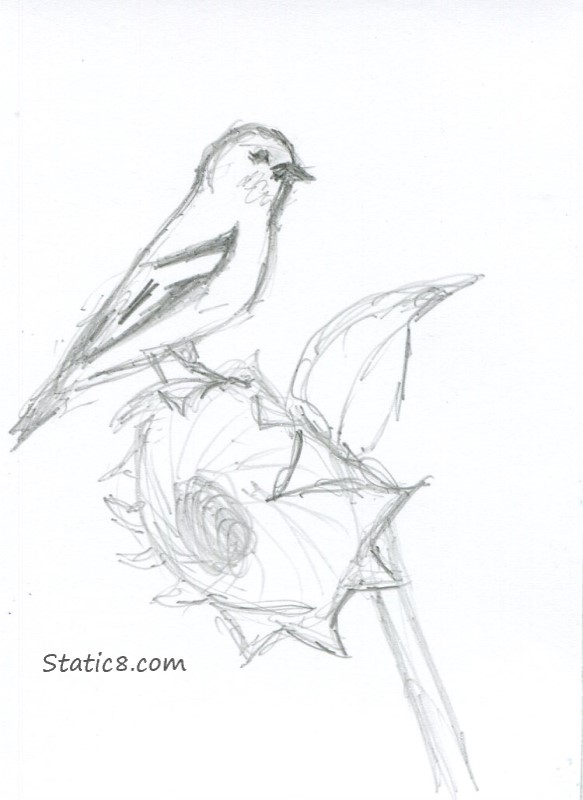 ATC Goldfinch on a Sunflower ATC Drawing of a Goldfinch on a Sunflower
