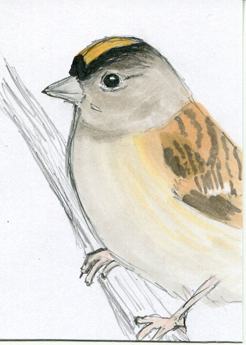 Golden Crowned Sparrow ATC drawing Golden Crowned Sparrow drawing