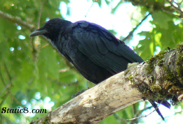 my Crow neighbor