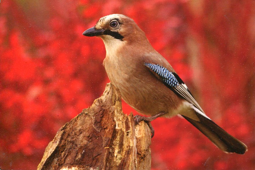 Eurasian Jay postcard Eurasian Jay