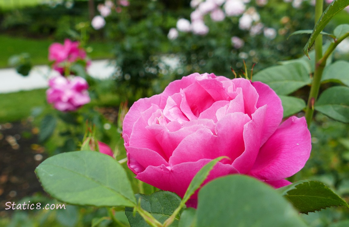 Grande Dame, Hybrid Tea rose