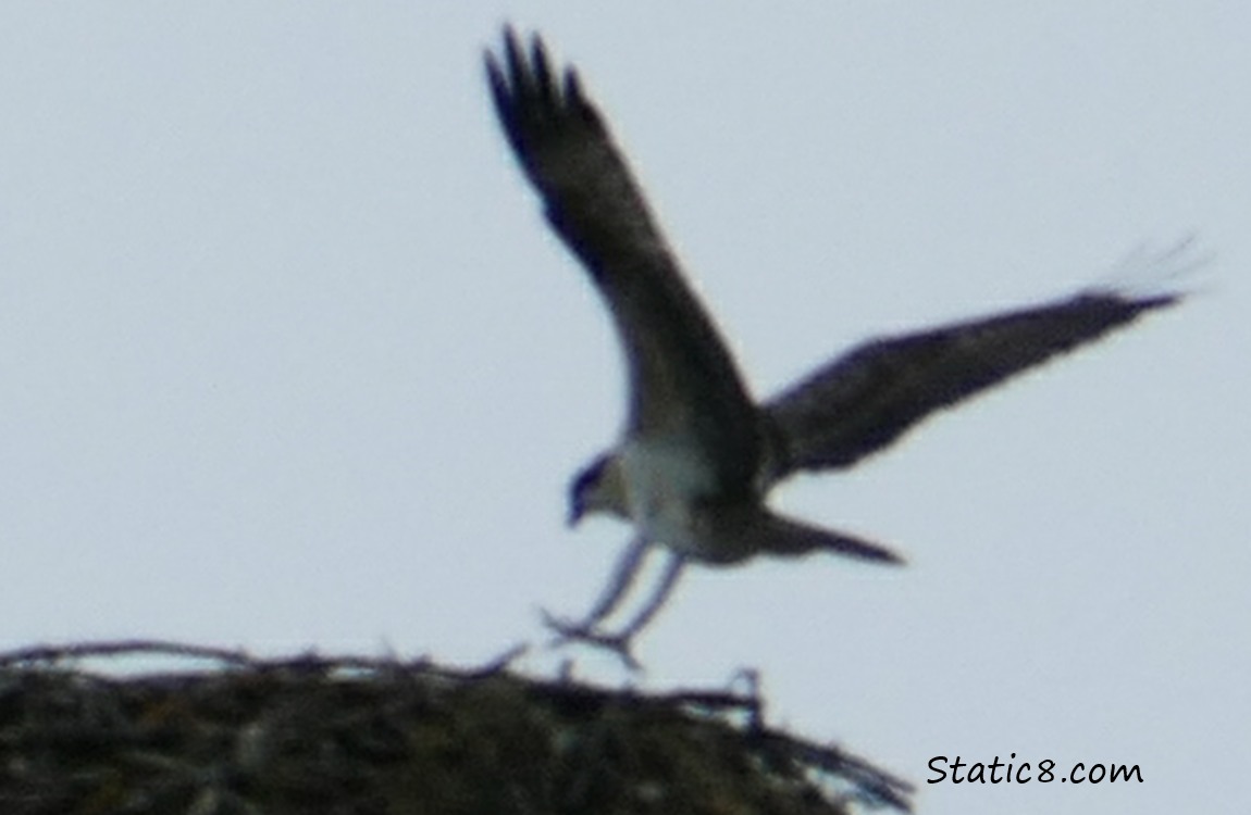Osprey lands in the nest