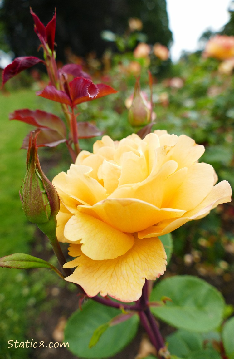 Strike It Rich, Grandiflora rose