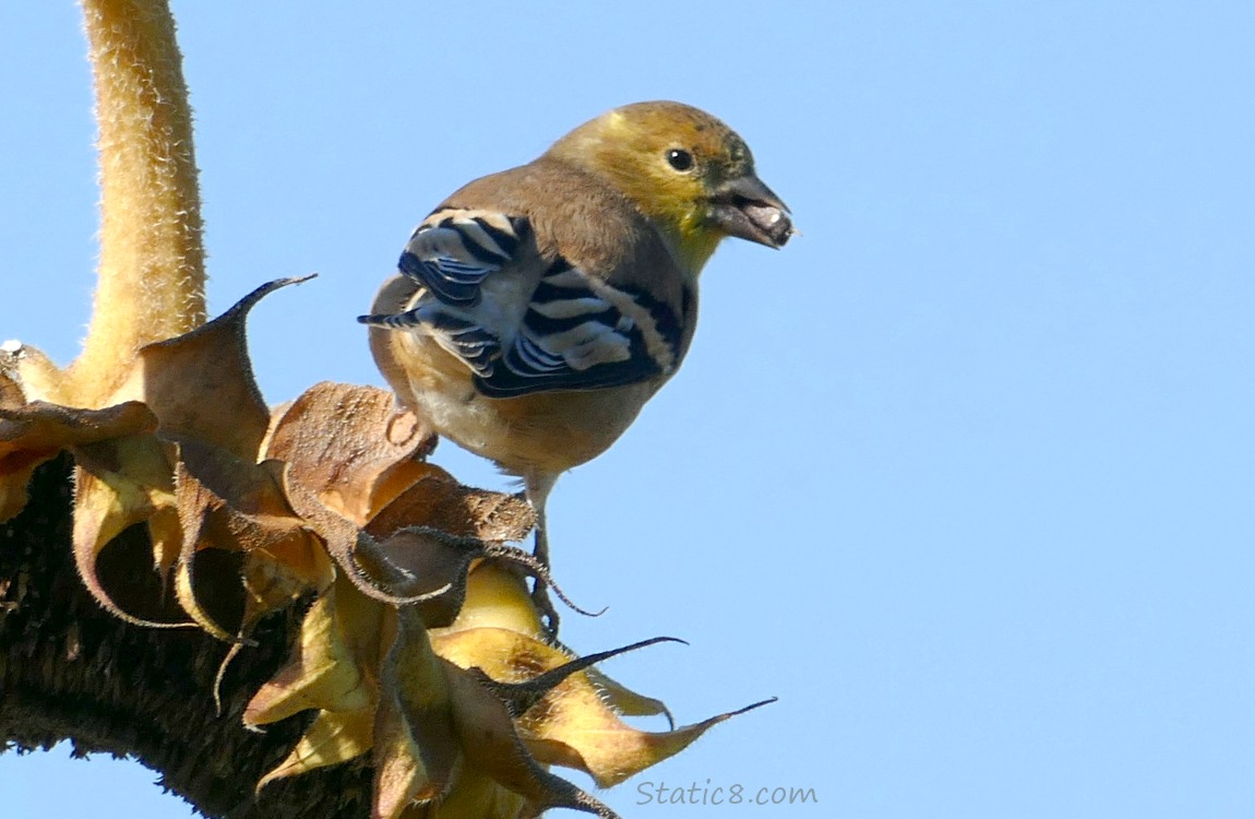 Goldfinch standing on a sunflower stalk with a seed in their mouth
