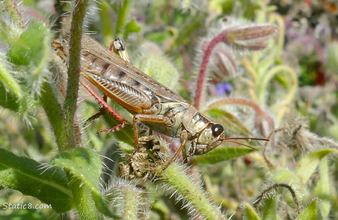 Grasshopper standing on a borage stem