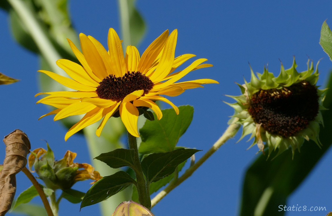 Sunflower bloom with blue sky
