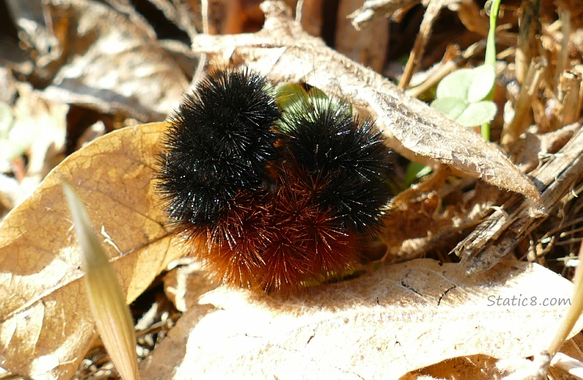 Woolly Bear, rolled up on a leaf