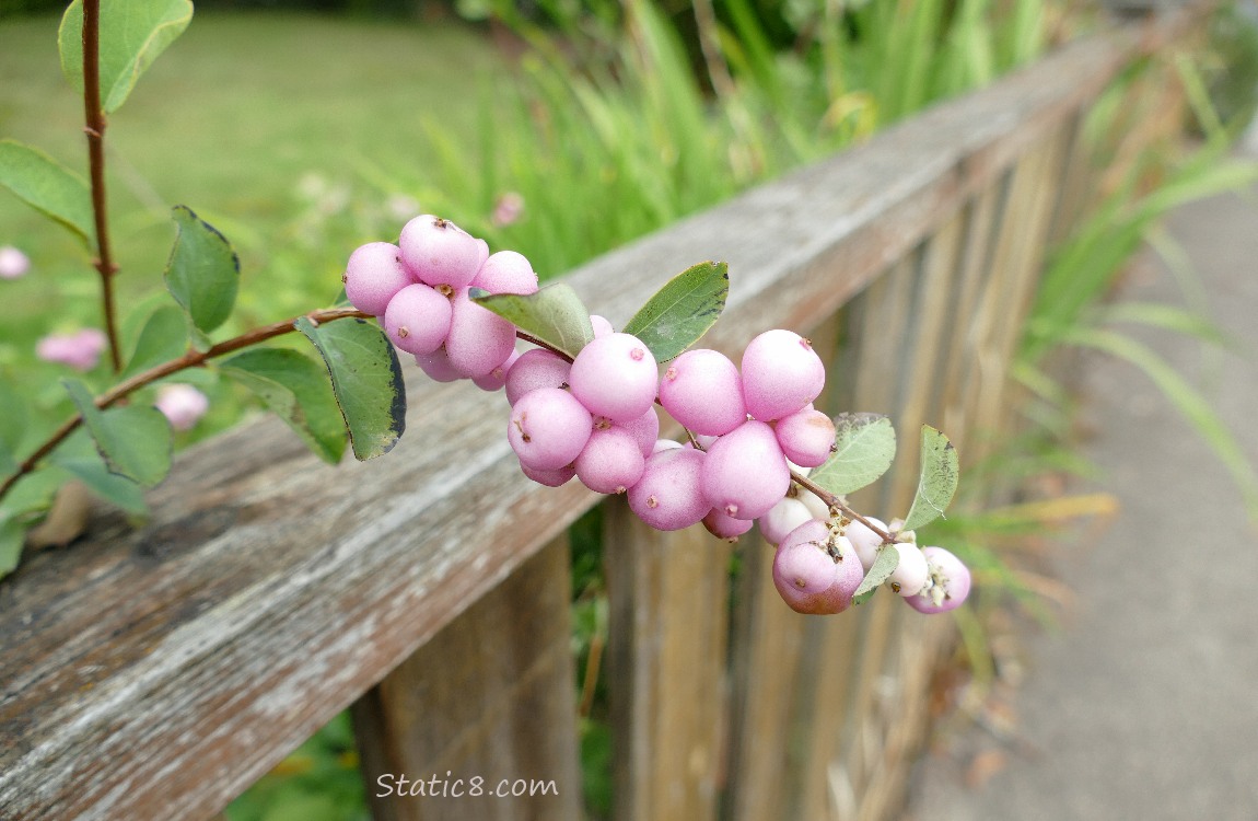 Pink snowberries draping over a wooden fence