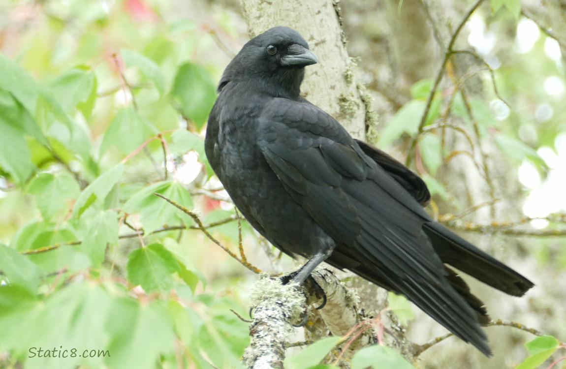 Crow standing in a tree