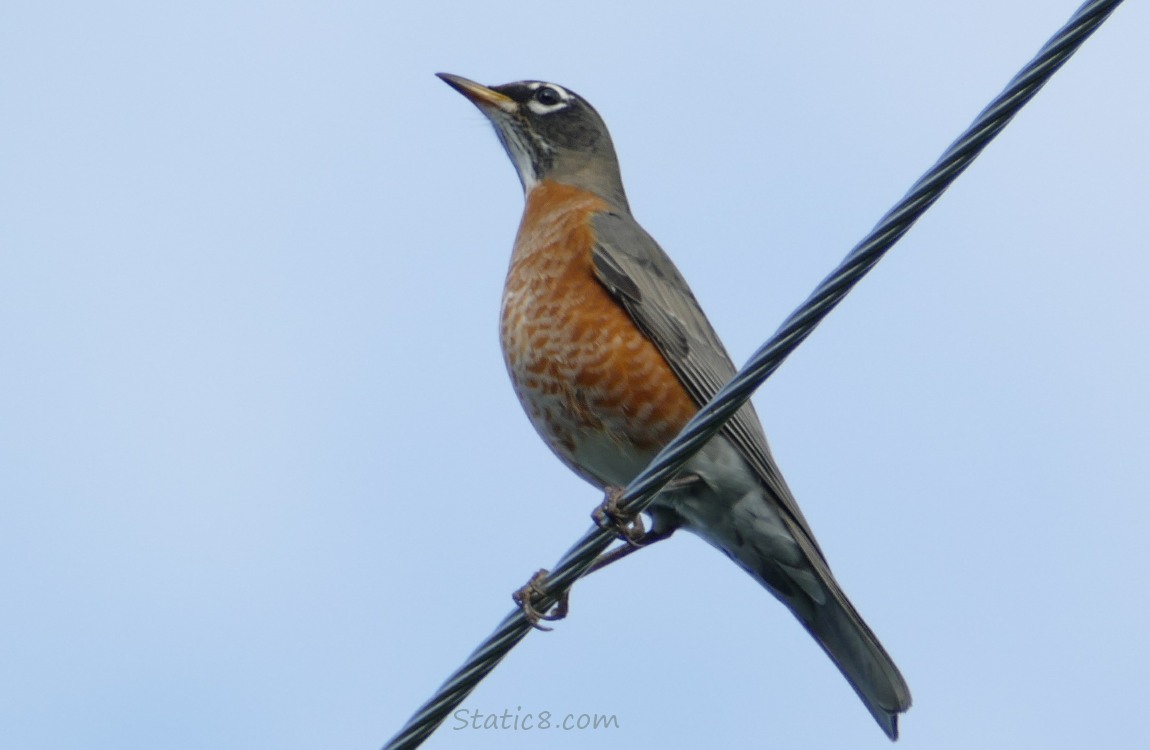 American Robin standing on a power line