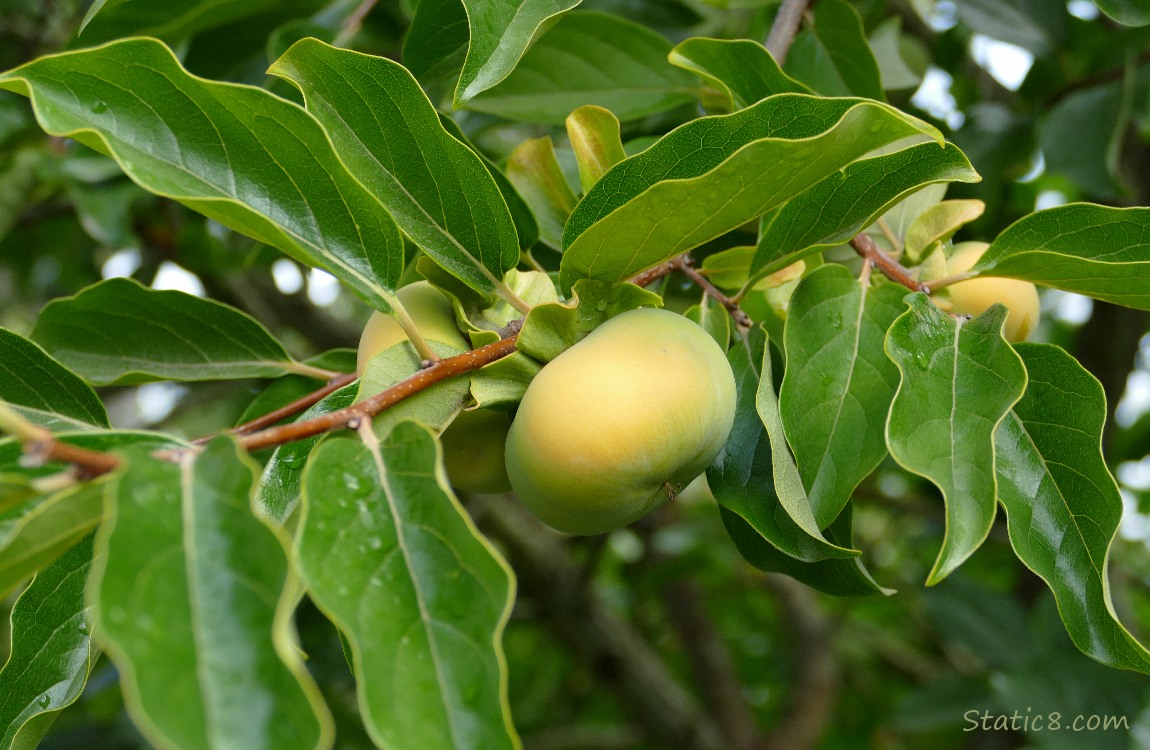 Unripe Persimmon fruit hanging from the tree