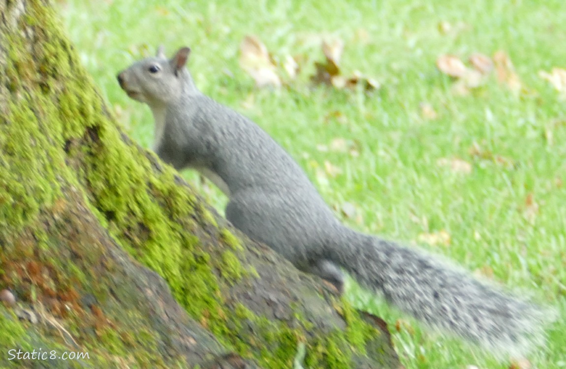 blurry Western Grey Squirrel standing against the base of a tree