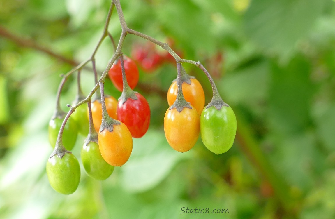 Bittersweet Nightshade berries hanging from the plant in various stages of ripeness
