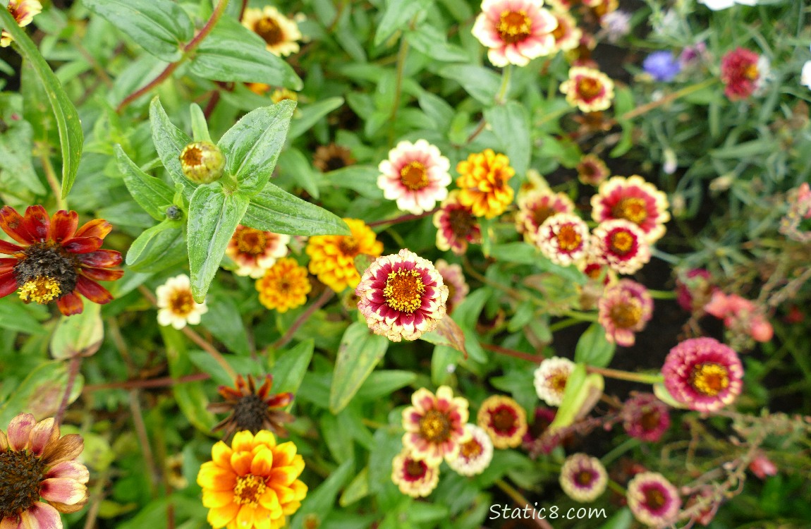 Many Zinnina blooms in reds and yellows