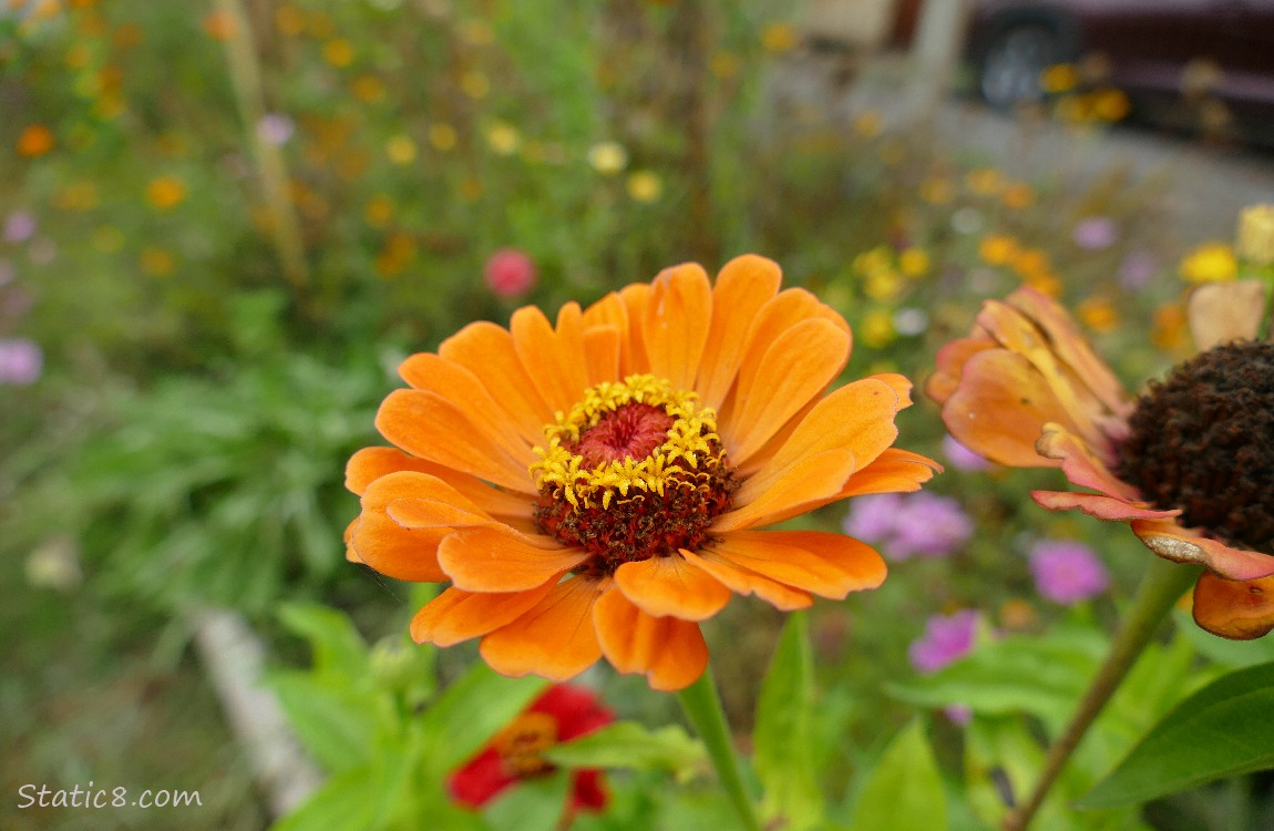 Orange Zinnia bloom with dots of colour in the background