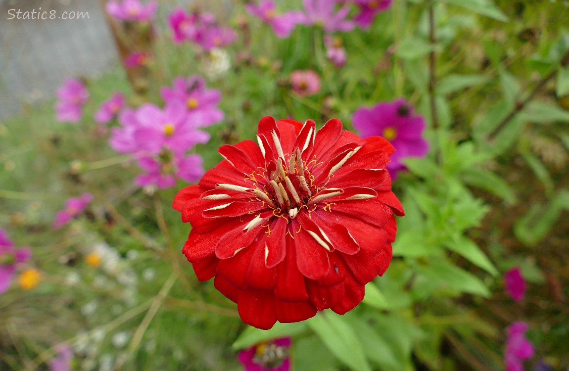 Red Zinnia bloom with Cosmos in the background