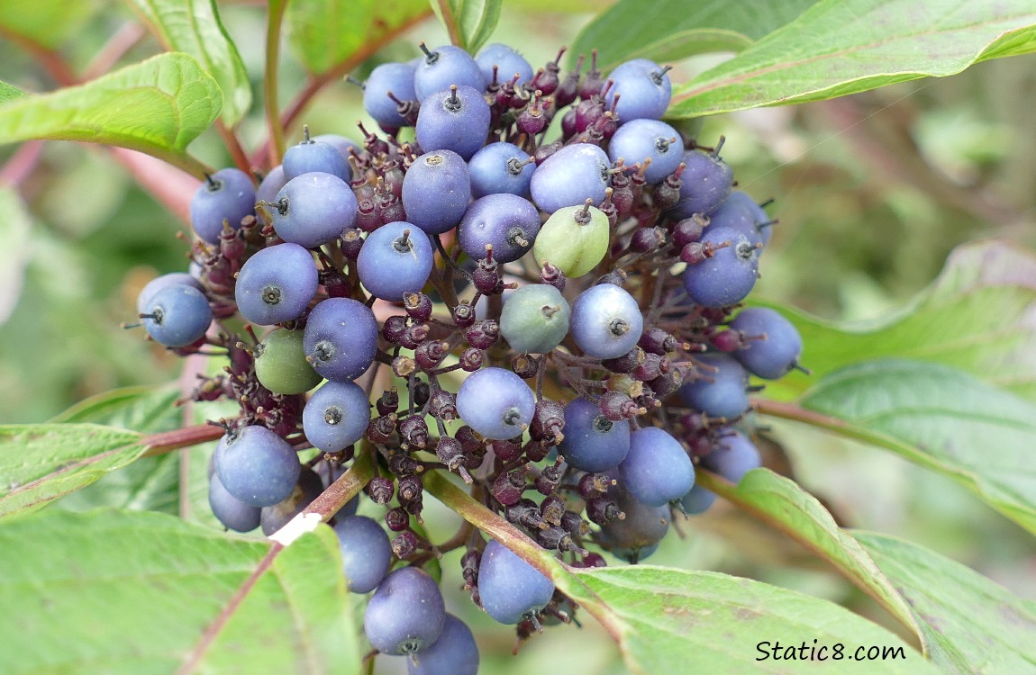 Blue coloured berries