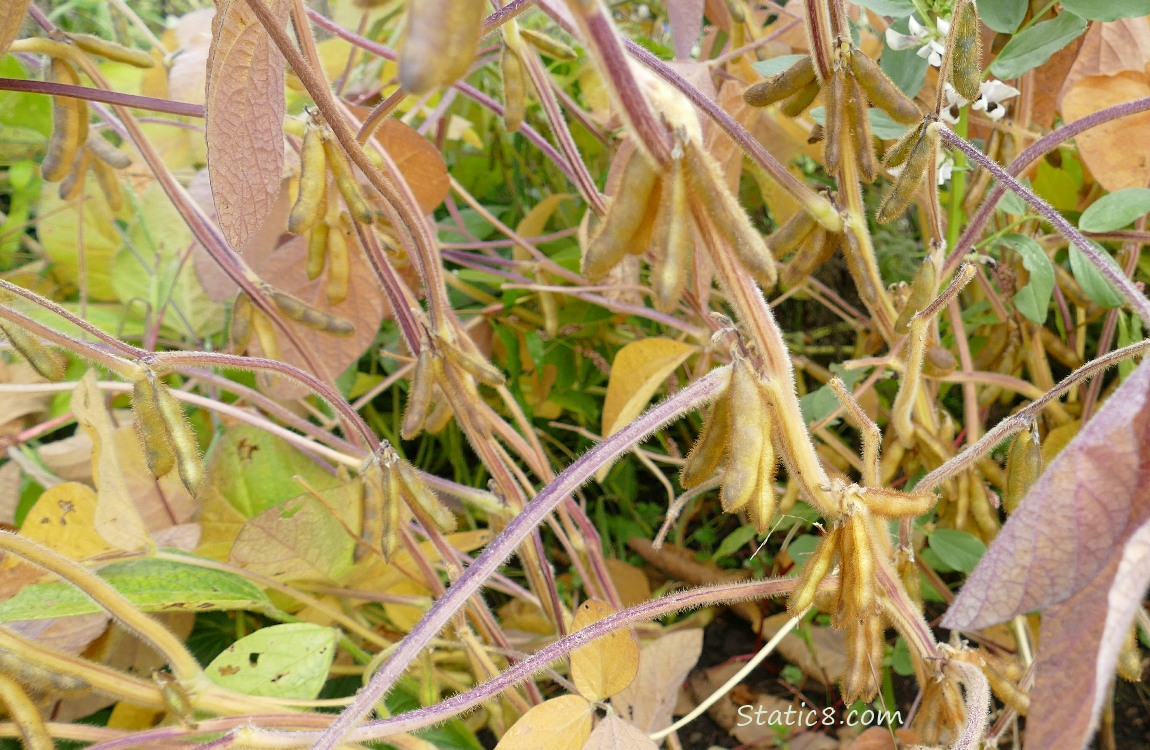 Soybean pods hanging from the plant