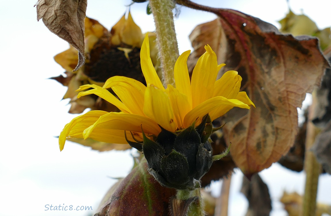 Small Sunflower bloom on a dying plant