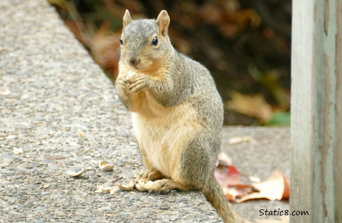Eastern Fox Squirrel, standing on the edge of the sidewalk, holding a peanut with broken shells in front of him