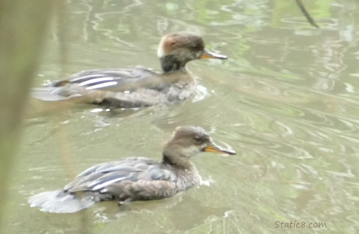 Two female Mergansers, paddling on the water