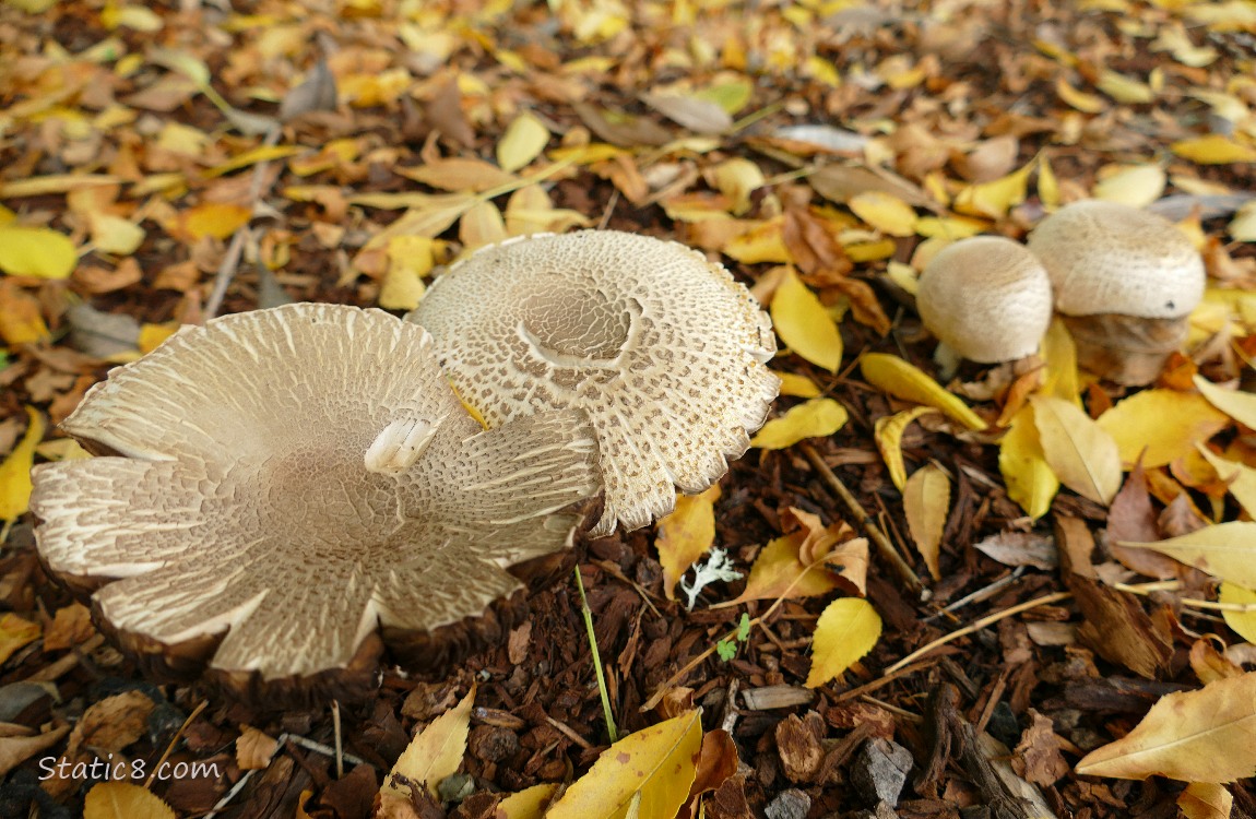 Mushrooms surrounded by fallen leaves