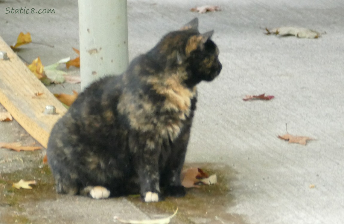 Tortoiseshell cat sitting on the pavement, looking away