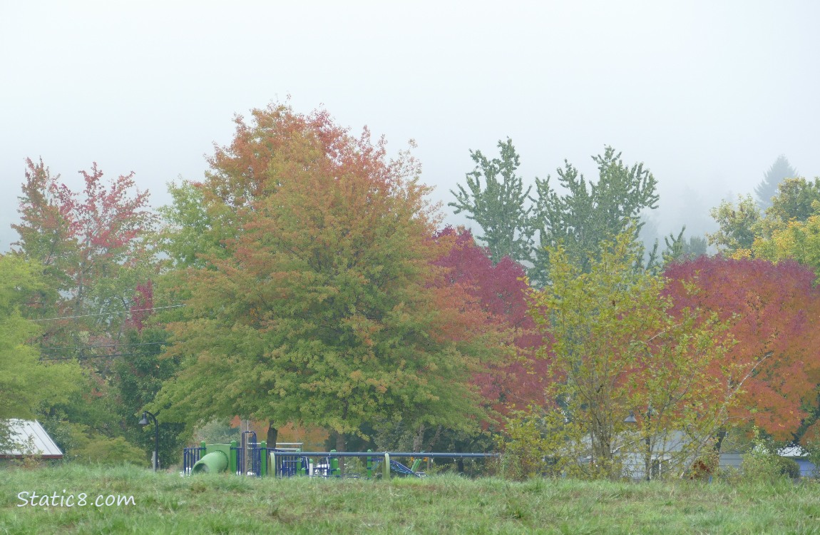 Trees with autumn colour