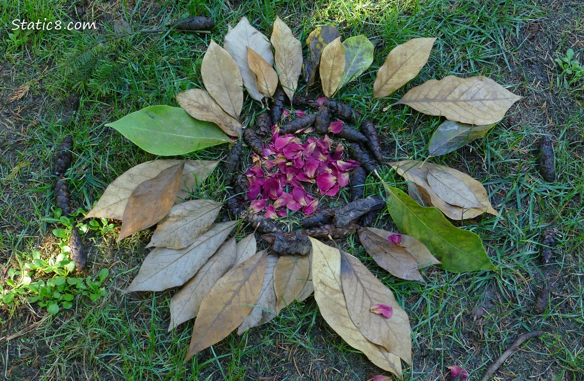 Leaves and fir cones arranged on the ground to make a sunflower shape!