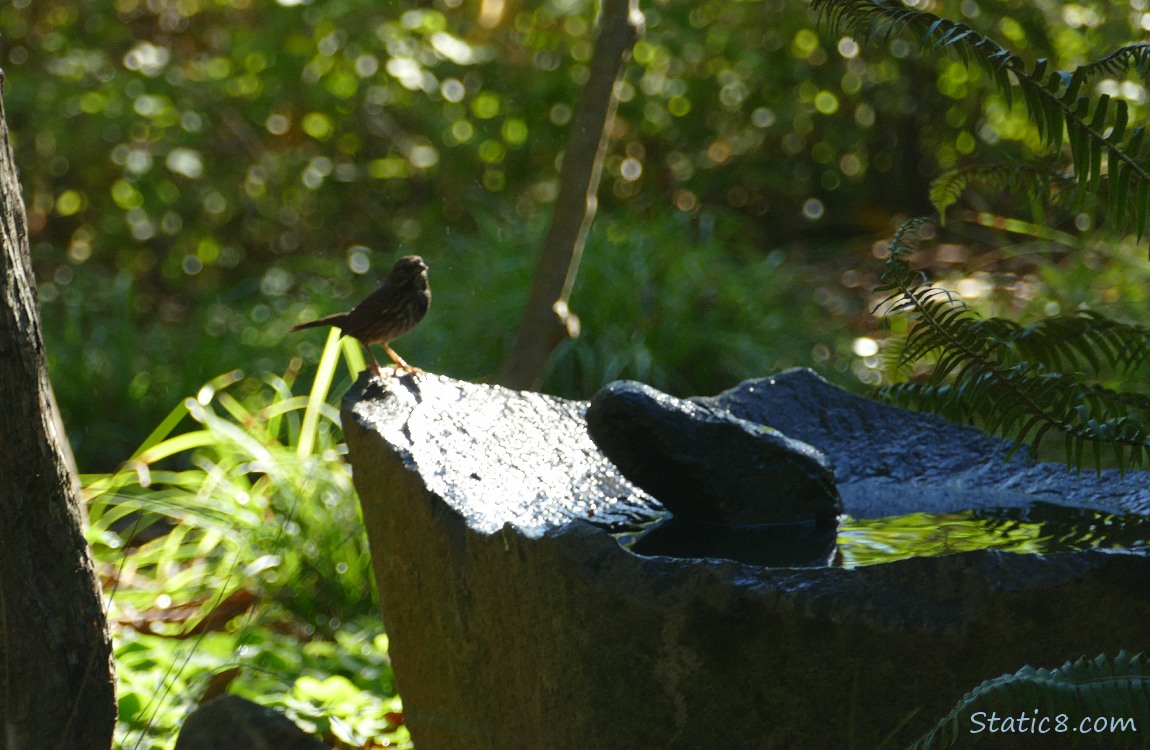 Sparrow standing at the edge of a stone bird bath