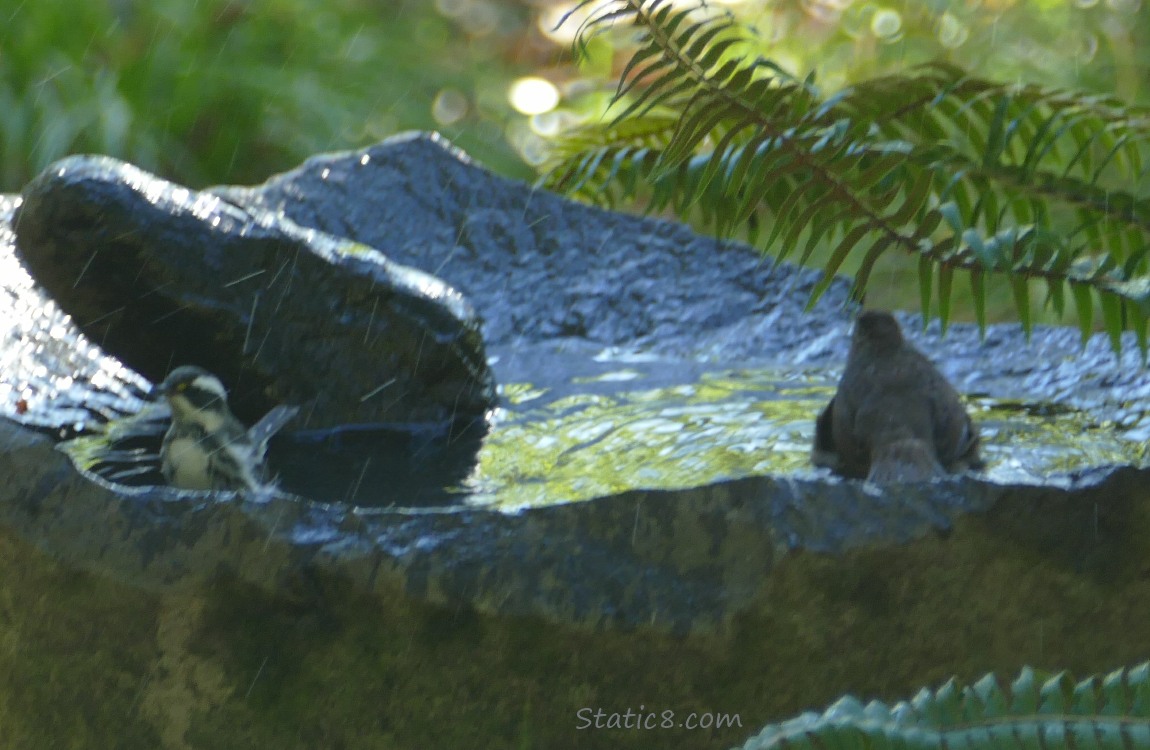 Birds splashing in a stone bird bath
