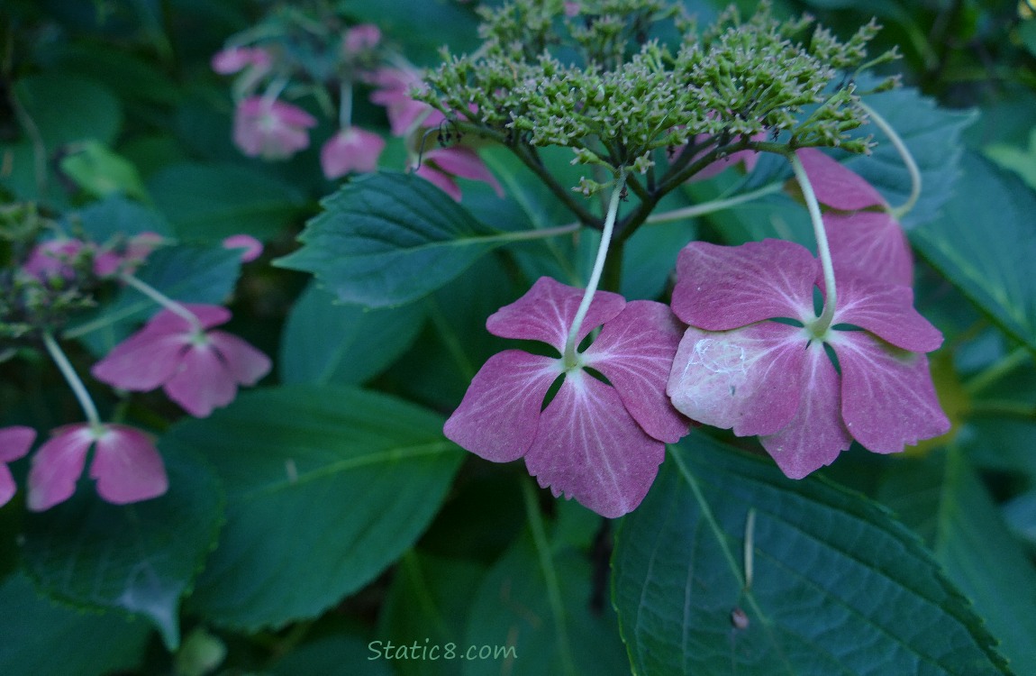 Pink Hydrangea blossoms, drooping