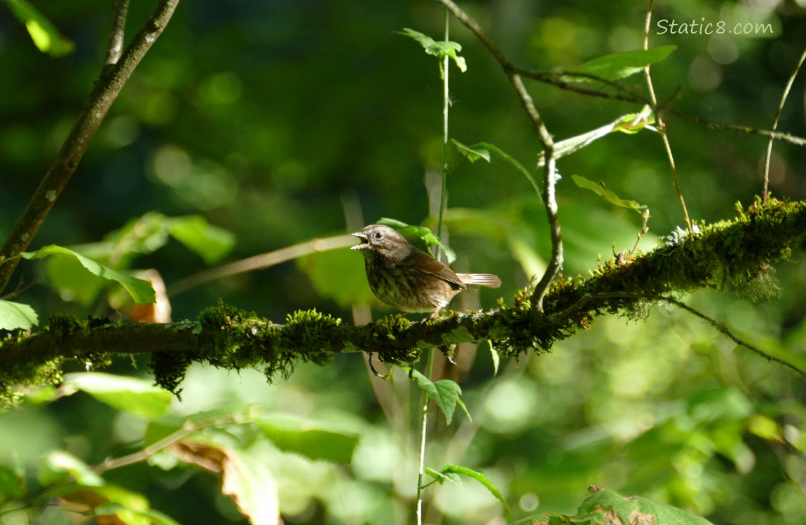 Song Sparrow singing on a mossy branch