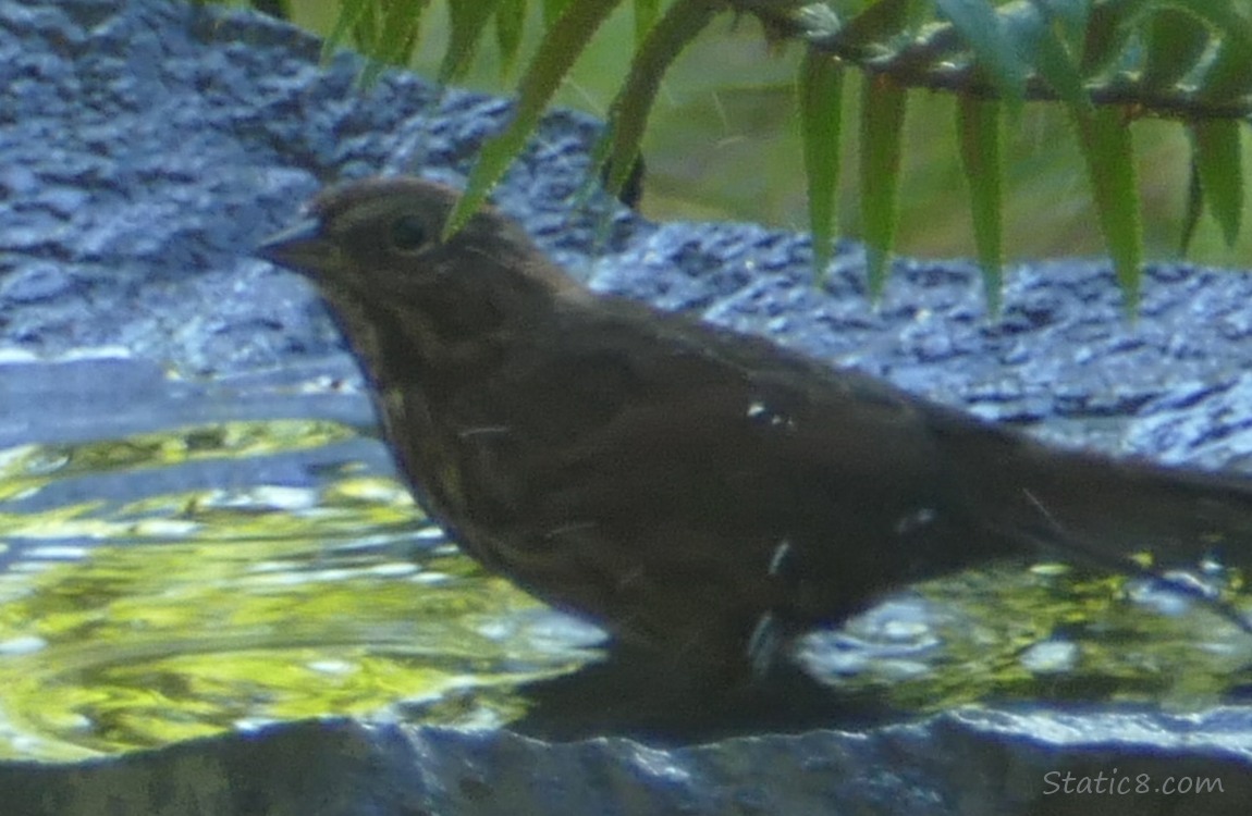 Sparrow standing in shallow water of a stone bird bath
