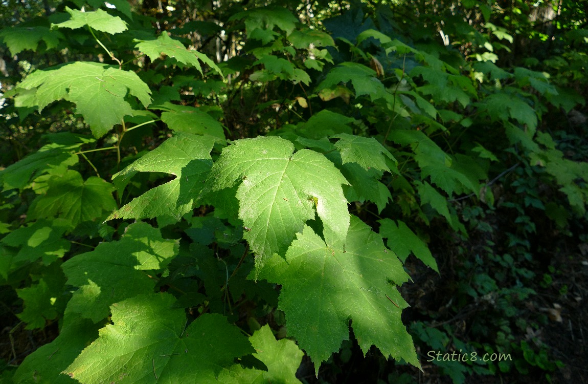 Thimbleberry leaves