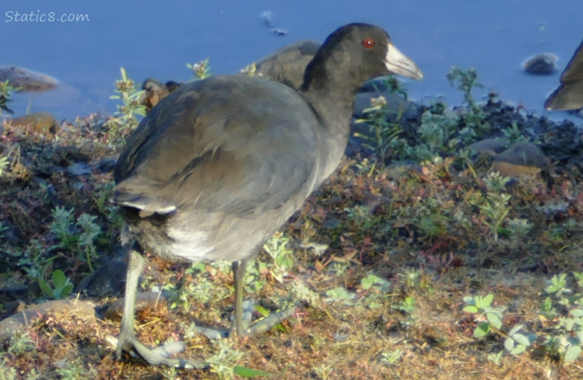 American Coot walking at the edge of the pond