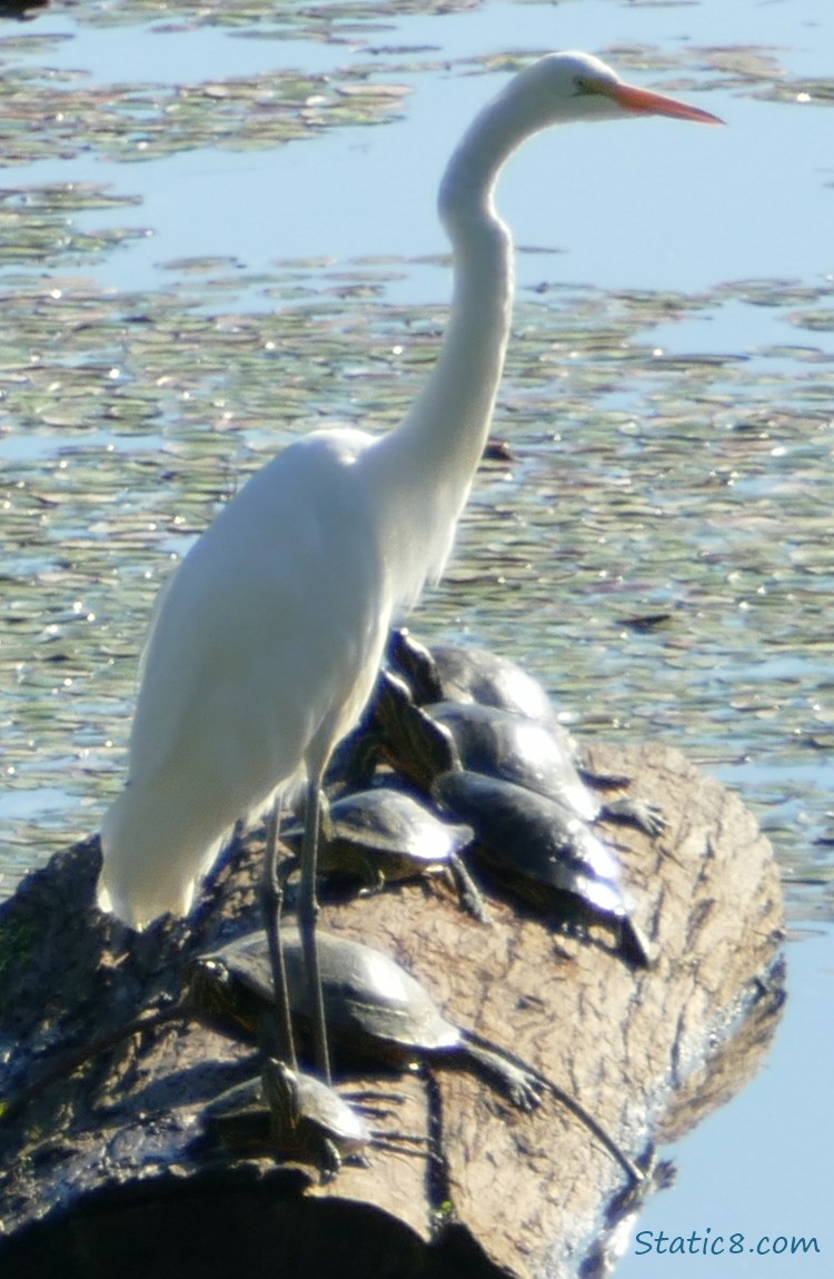 Great Egret stands on a log with turtles