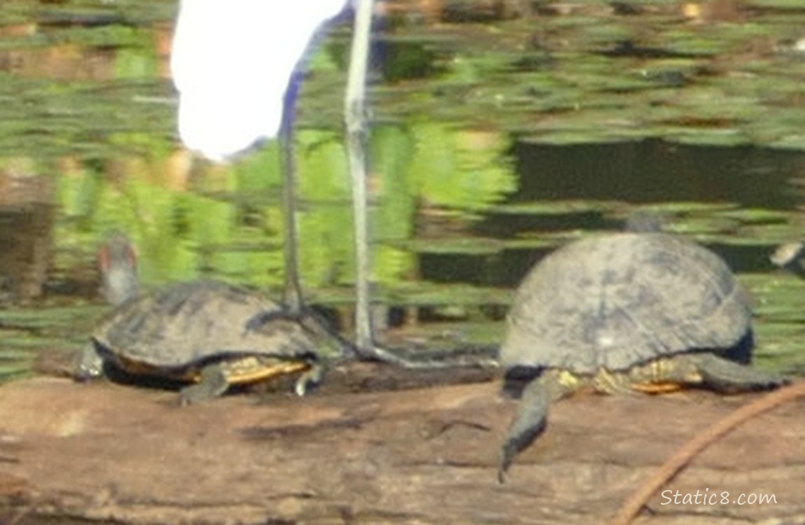 Egret has one foot on a small turtle on the log in the water