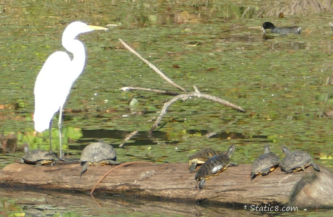 Great Egret and turtles standing on a log in the water