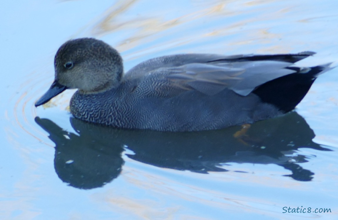 Gadwall duck paddling on the water