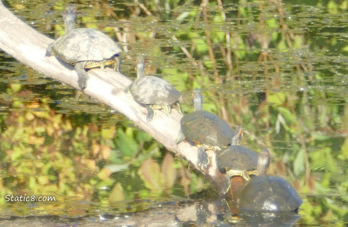 Turtles on a log in the water