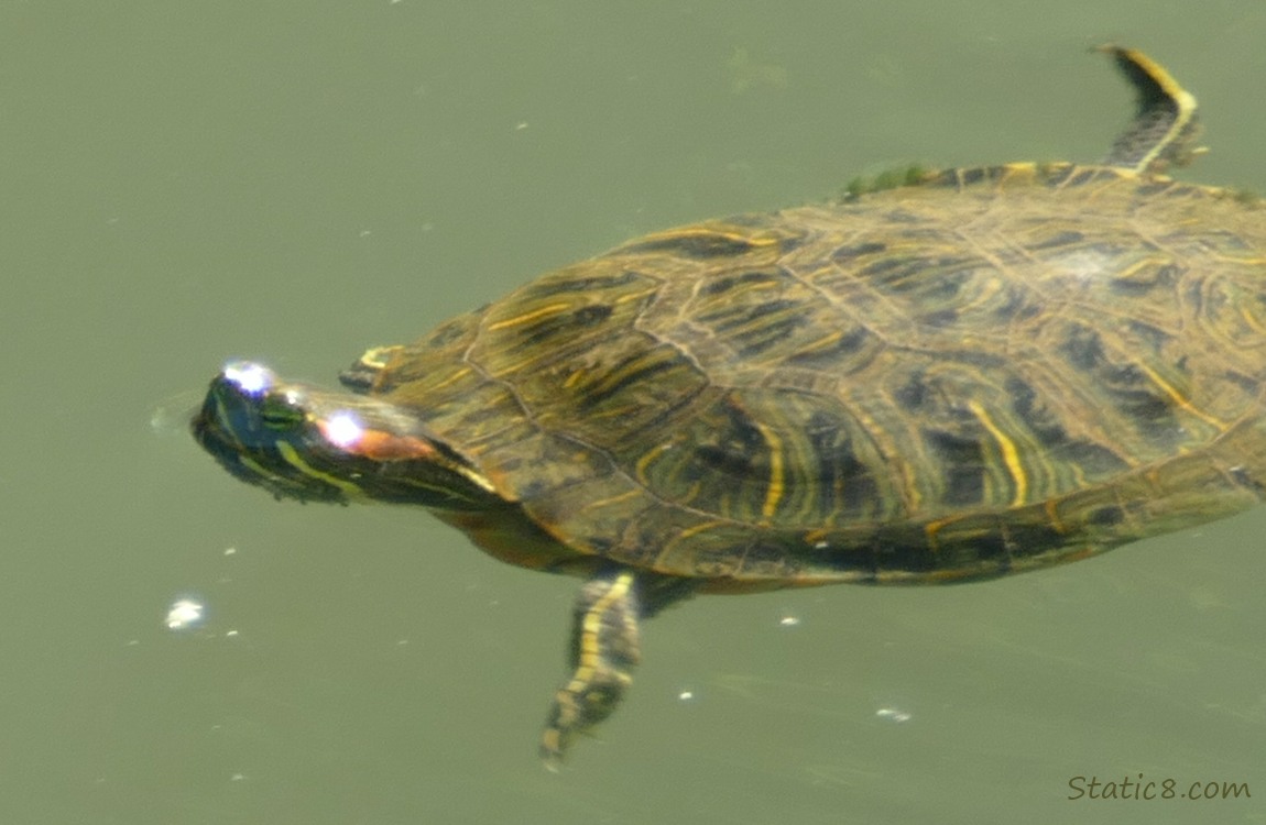 Turtle swimming in the water