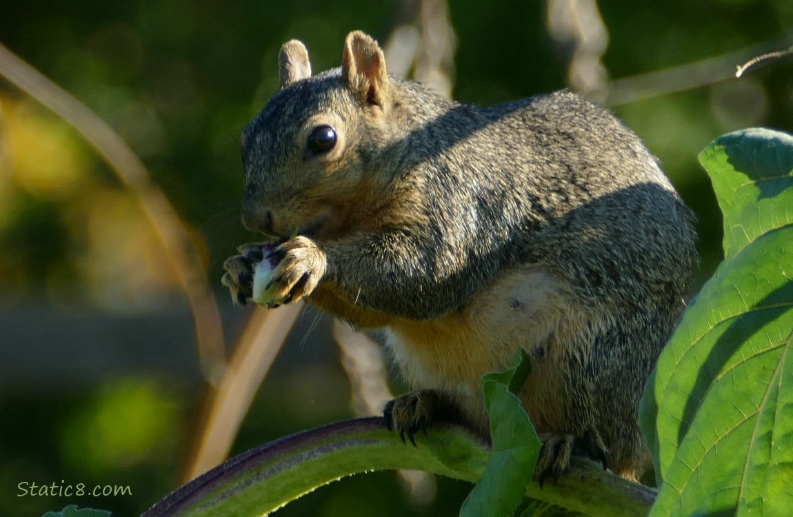 Eastern Fox Squirrel standing on a branch with food in her hands